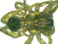 Piratula hygrophila